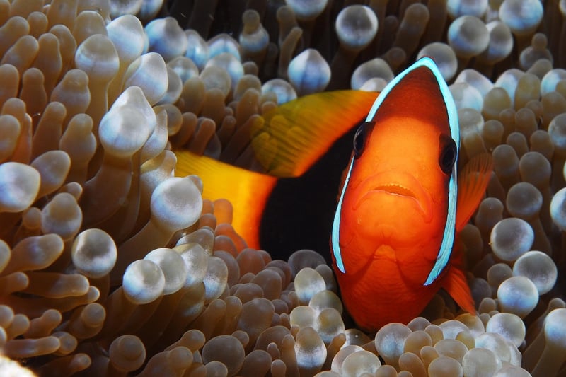 Colorful Coral Reef